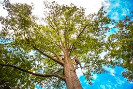 Best Emergency Tree Removal  in Bethlehem, NC