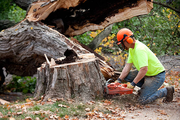 Best Firewood Processing and Delivery  in Bethlehem, NC