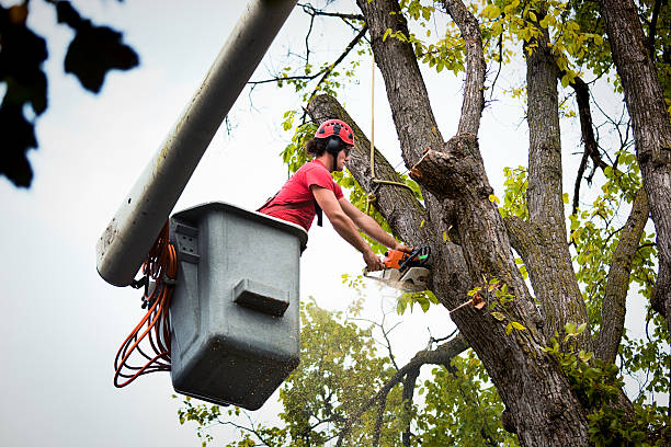 Best Palm Tree Trimming  in Bethlehem, NC